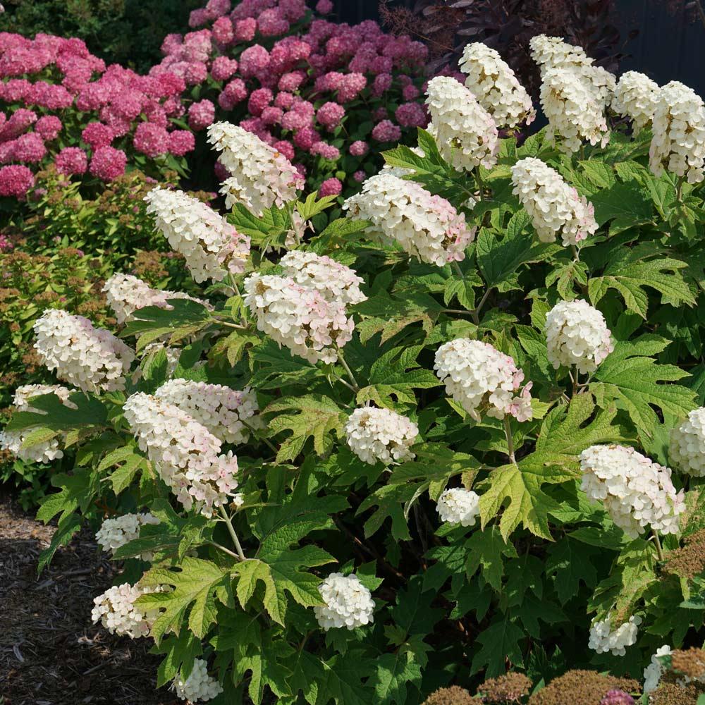 Hydrangea Quercifolia - View 7 from www redcrocus com