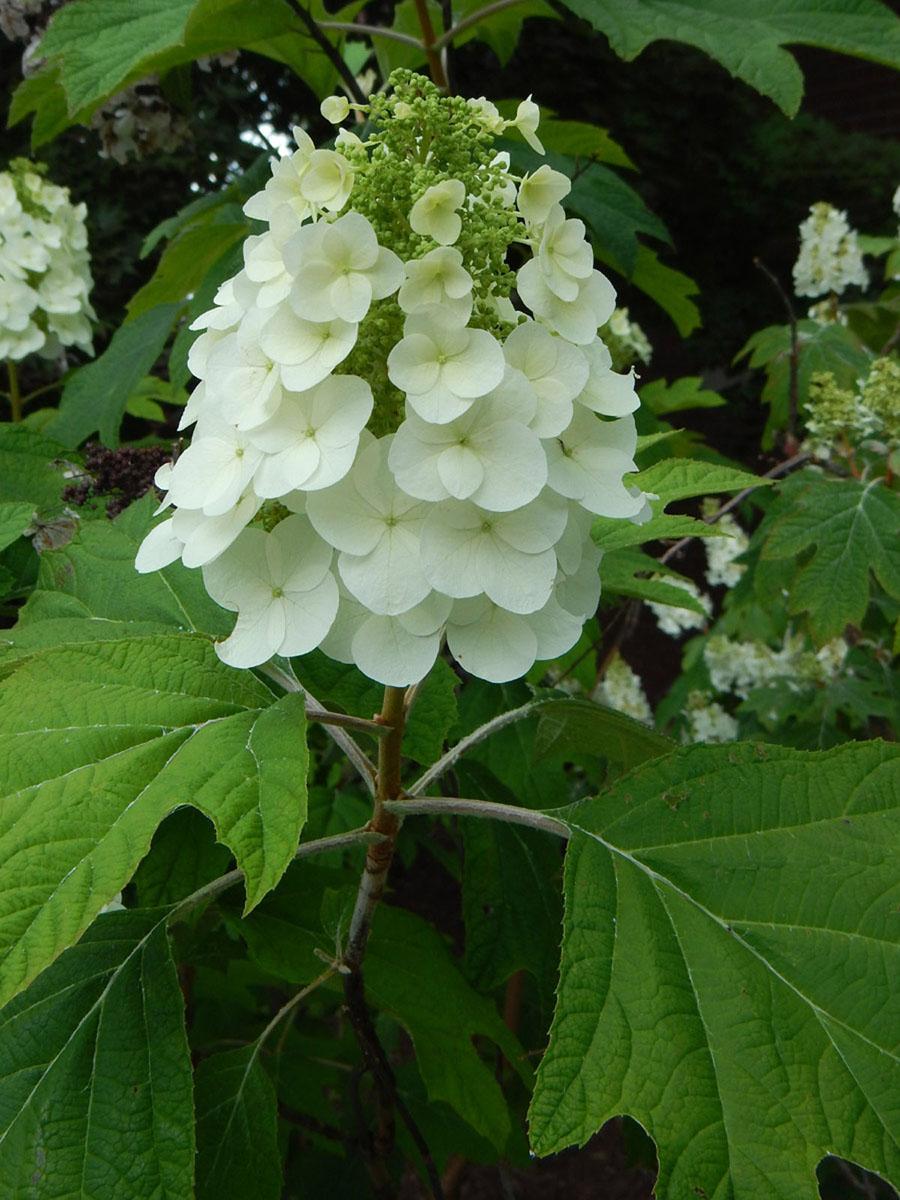 Hydrangea Quercifolia - View 8 from www redcrocus com
