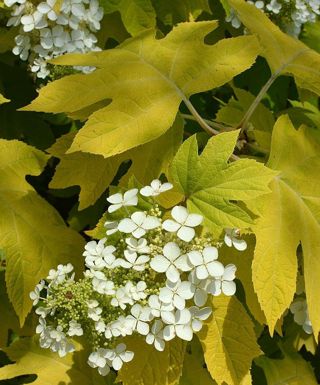 Hydrangea Quercifolia - View 9 from www redcrocus com