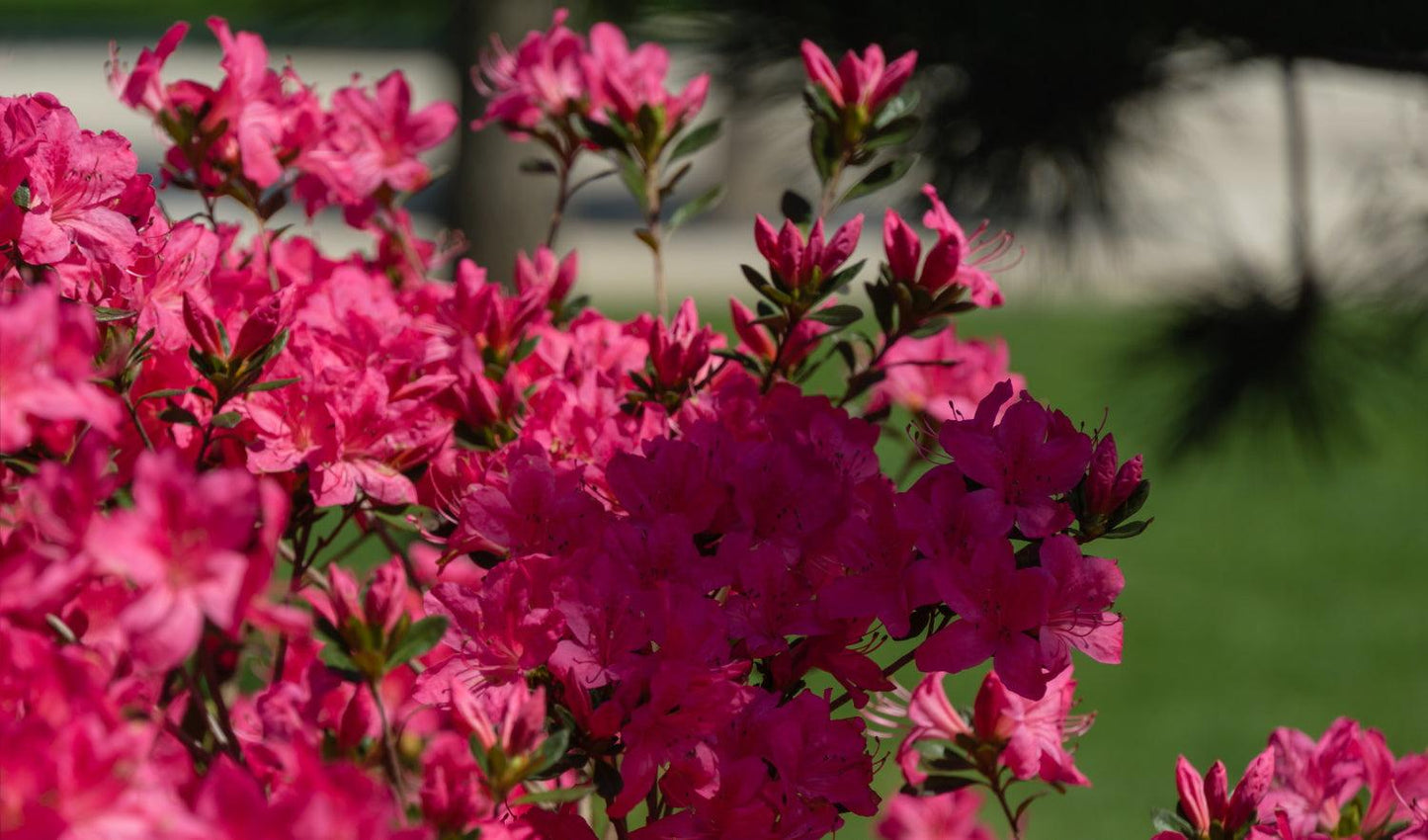 Azalea Stewartstonian - View 11 from www redcrocus com
