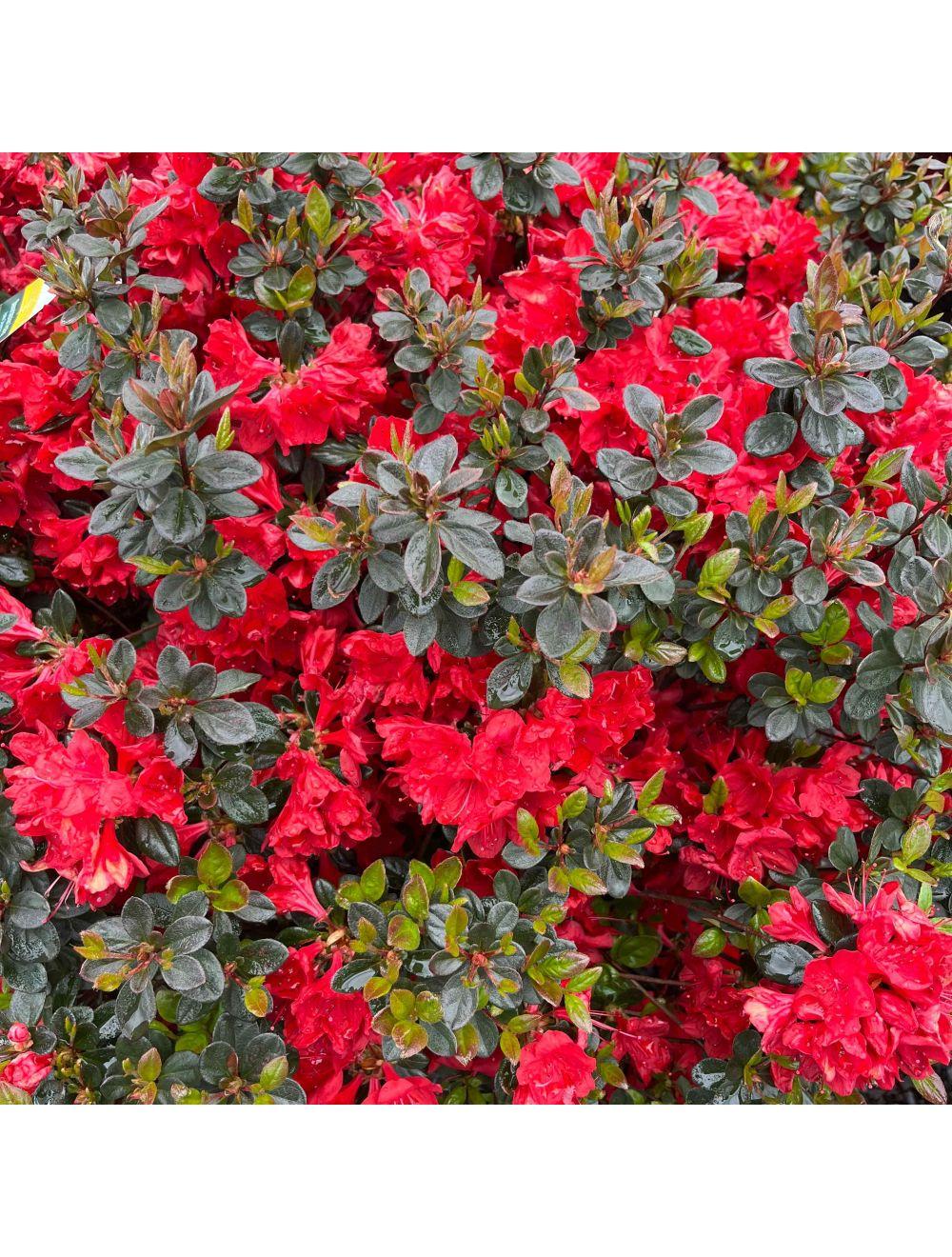 Azalea Stewartstonian - View 13 from www redcrocus com