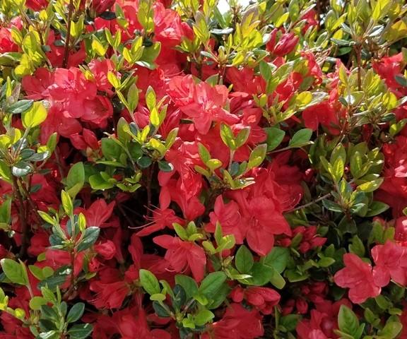 Azalea Stewartstonian - View 14 from www redcrocus com