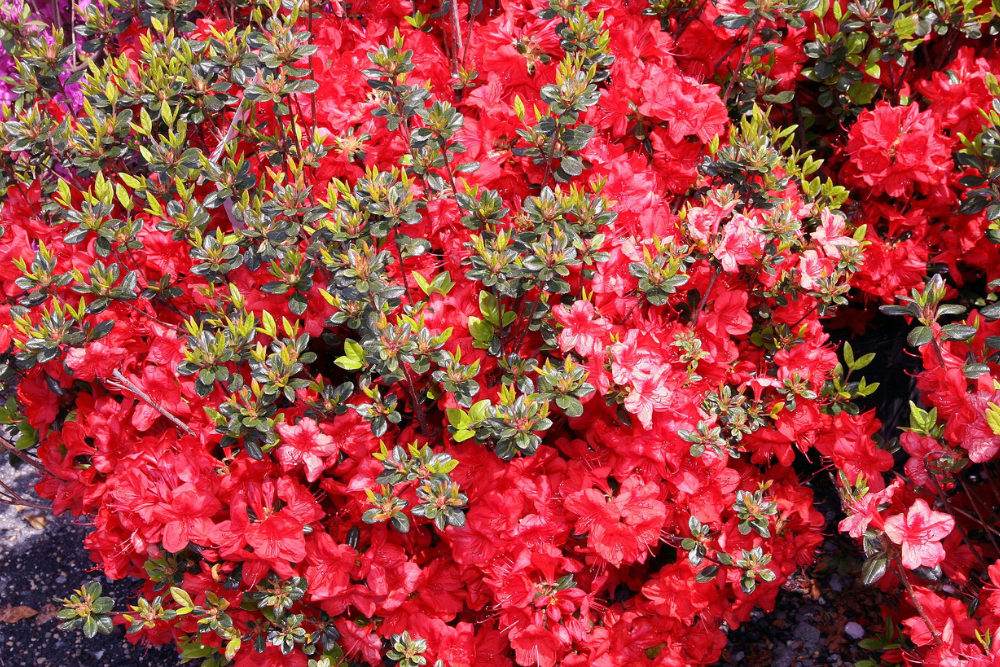 Azalea Stewartstonian - View 14 from www redcrocus com