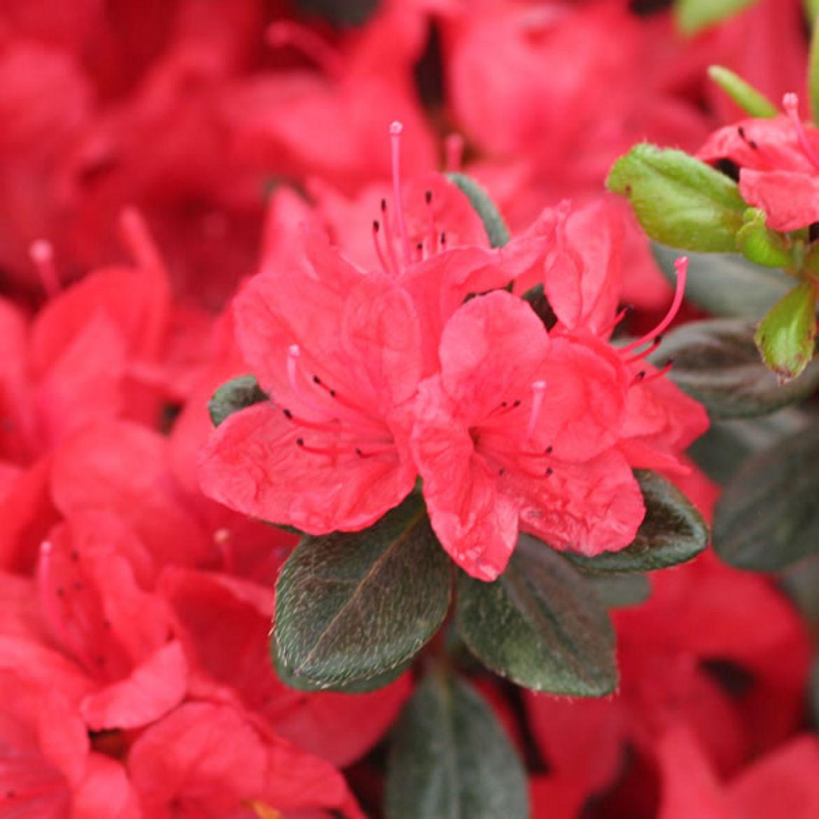 Azalea Stewartstonian - View 15 from www redcrocus com
