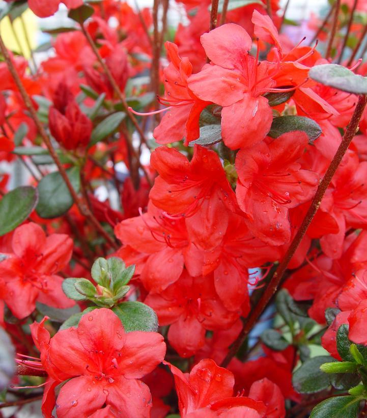Azalea Stewartstonian - View 16 from www redcrocus com
