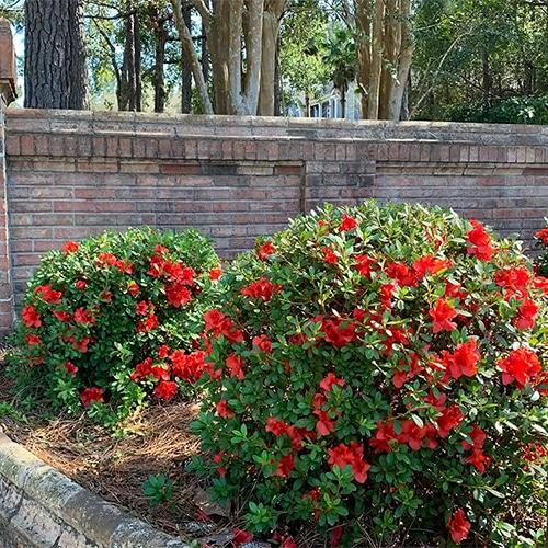 Azalea Stewartstonian - View 18 from www redcrocus com