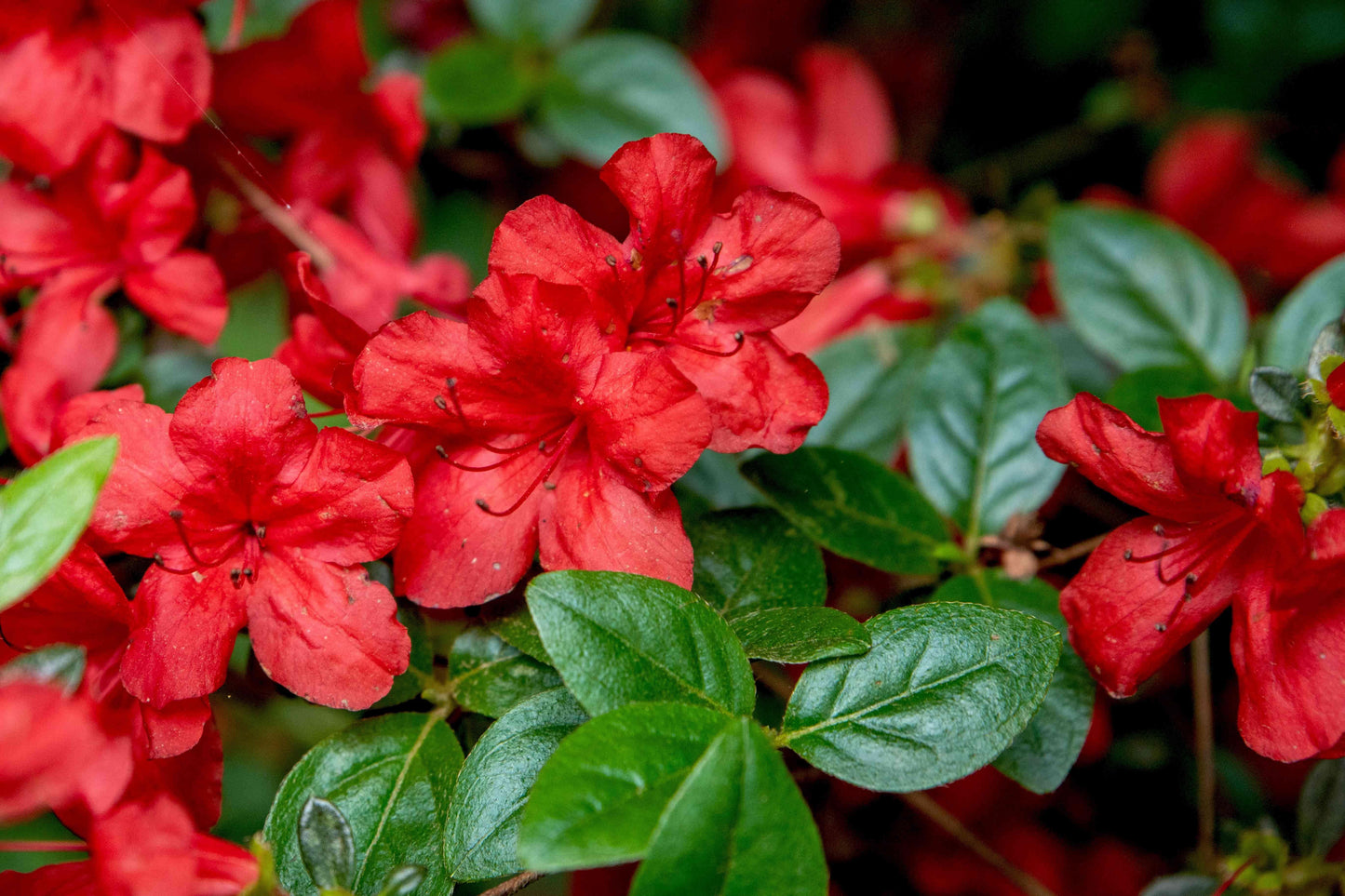 Azalea Stewartstonian - View 2 from www redcrocus com