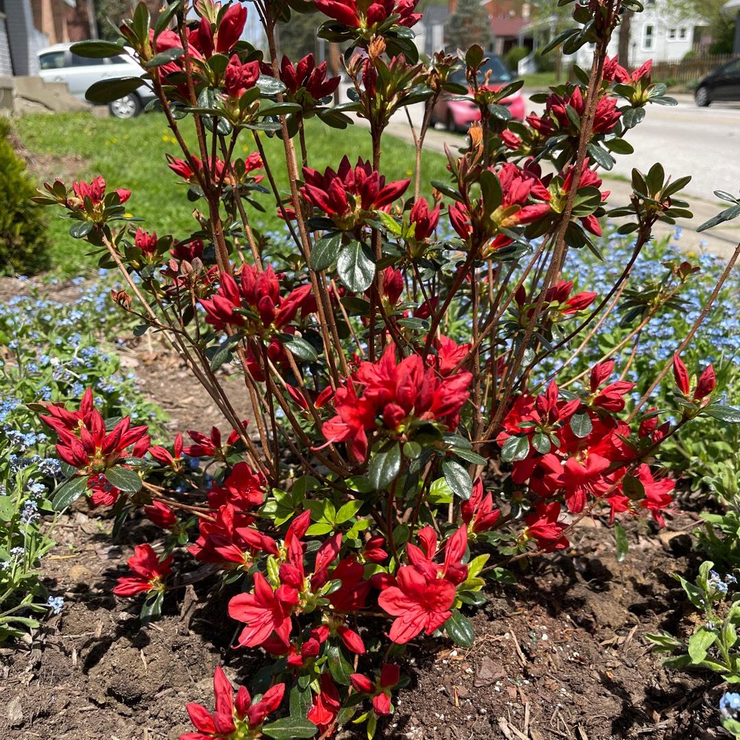 Azalea Stewartstonian - View 6 from www redcrocus com