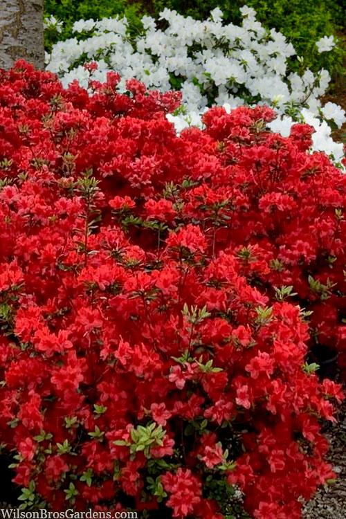 Azalea Stewartstonian - View 8 from www redcrocus com