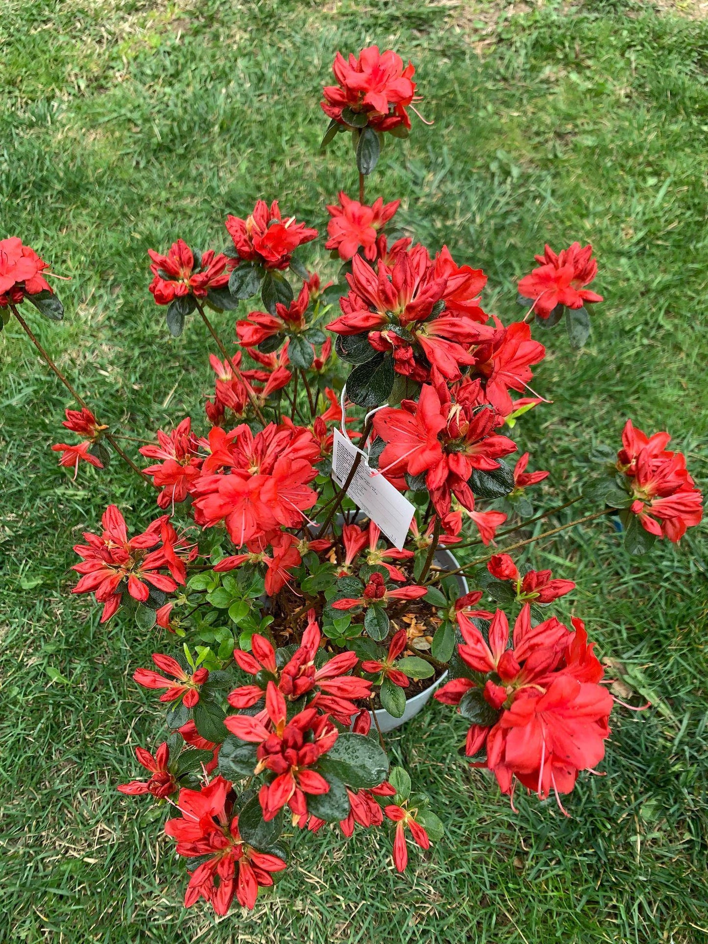 Azalea Stewartstonian - View 9 from www redcrocus com