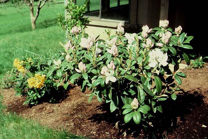 Rhododendron 'gomer Waterer' - View 11 from www redcrocus com