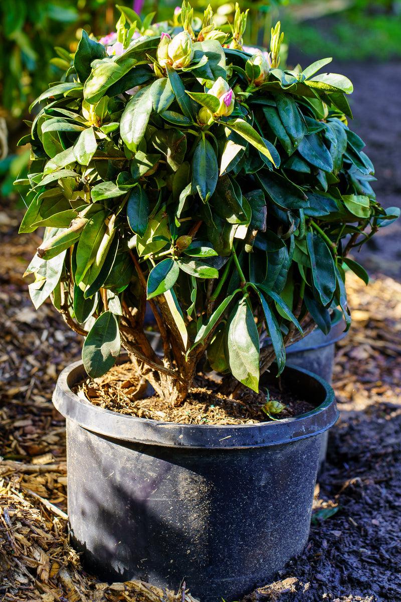 Rhododendron 'gomer Waterer' - View 13 from www redcrocus com