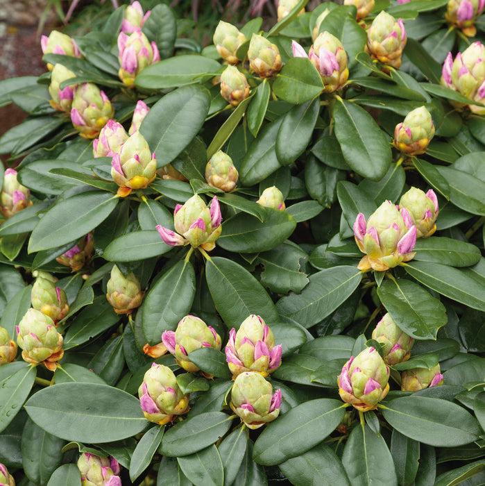 Rhododendron 'gomer Waterer' - View 22 from www redcrocus com
