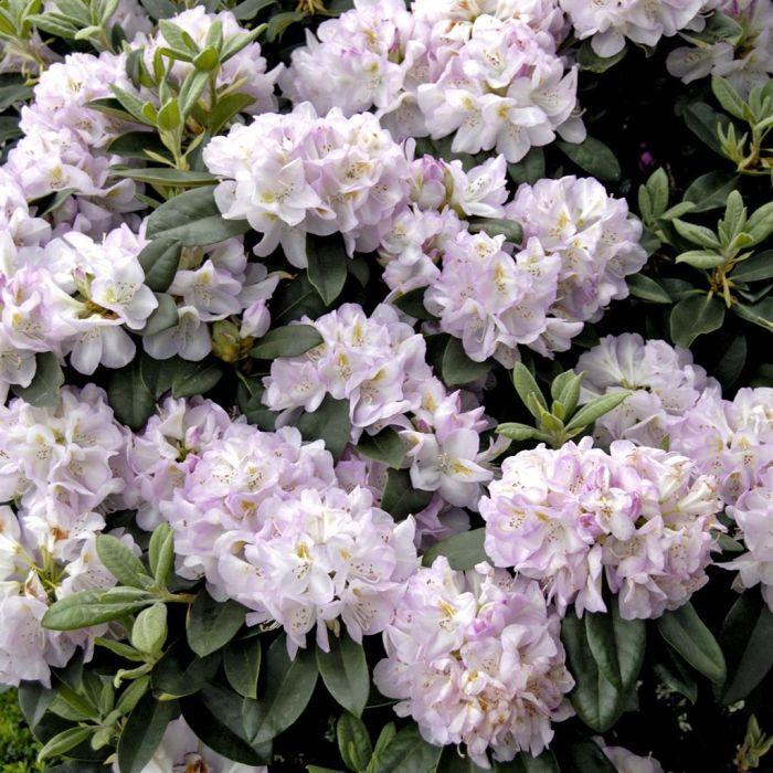 Rhododendron 'gomer Waterer' - View 30 from www redcrocus com
