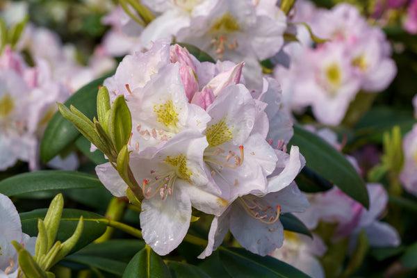 Rhododendron 'gomer Waterer' - View 32 from www redcrocus com