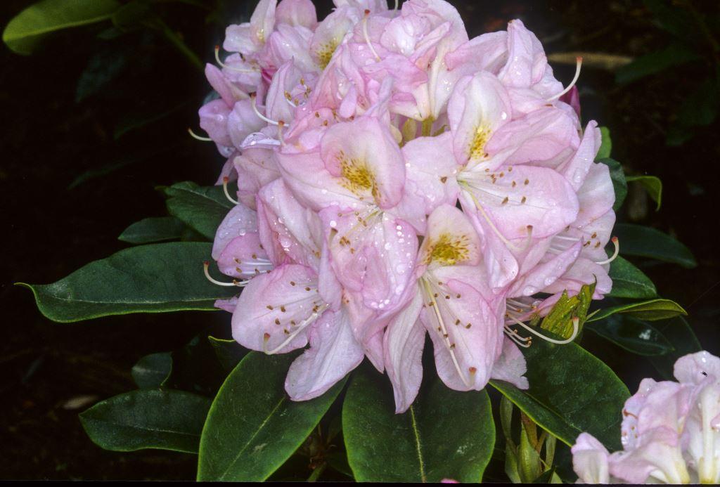 Rhododendron 'gomer Waterer' - View 7 from www redcrocus com