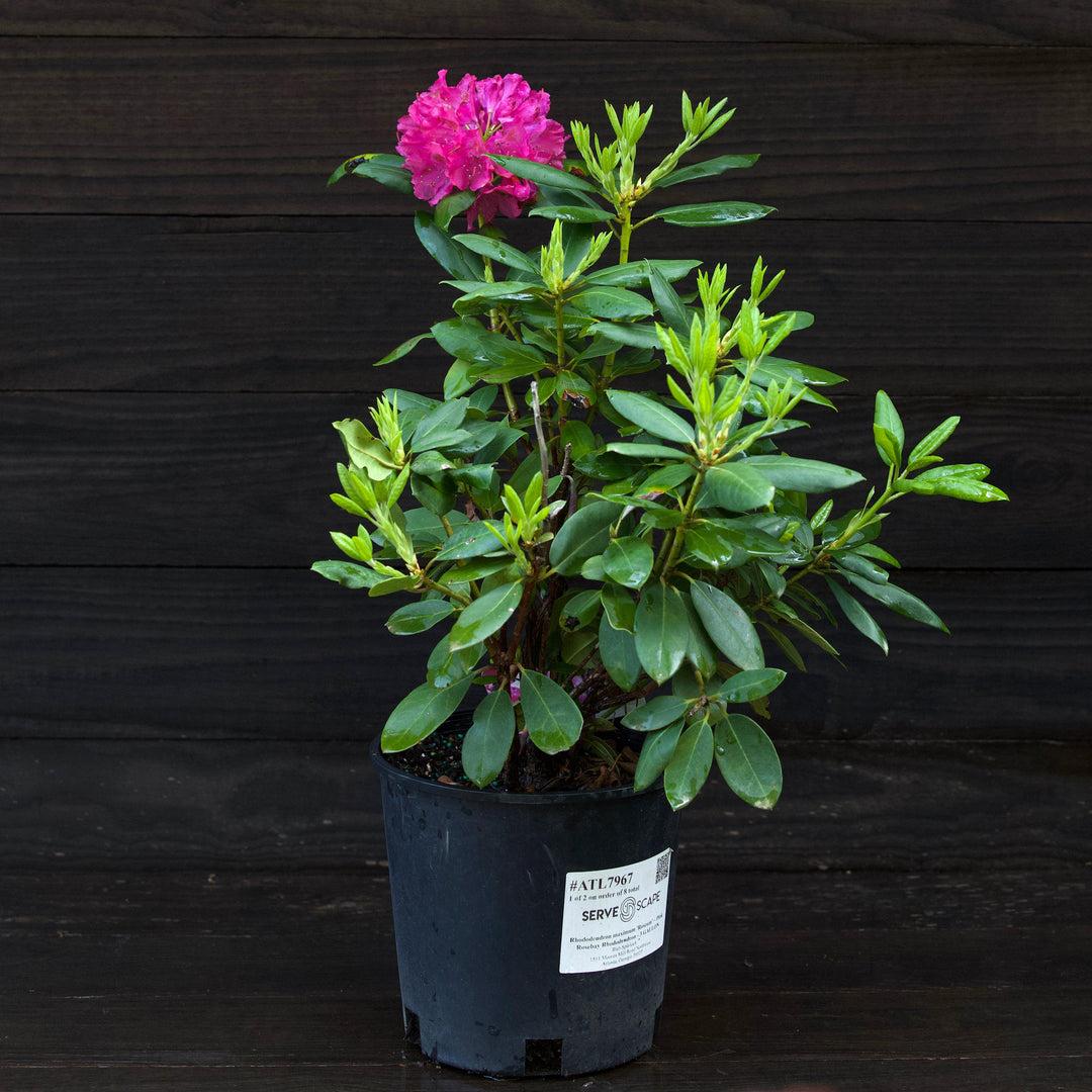 Rhododendron Maximum Roseum - View 10 from www redcrocus com