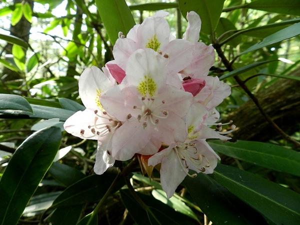 Rhododendron Maximum Roseum - View 11 from www redcrocus com