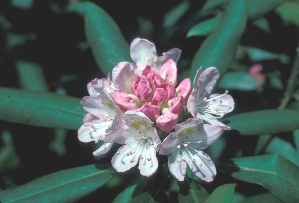 Rhododendron Maximum Roseum - View 13 from www redcrocus com