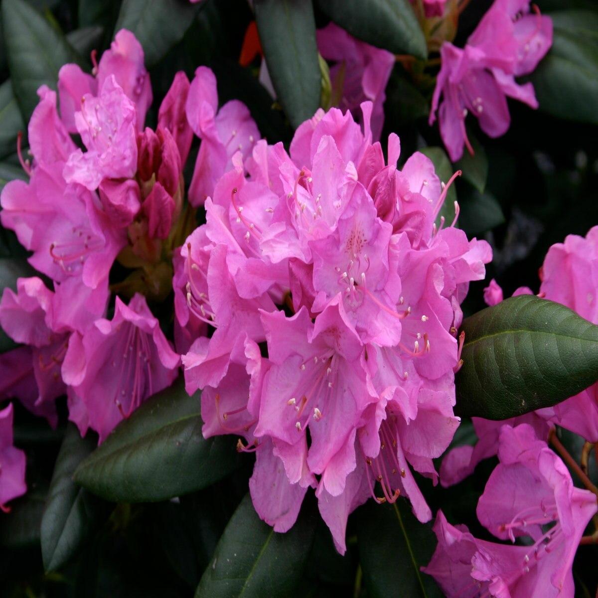 Rhododendron Maximum Roseum - View 1 from www redcrocus com