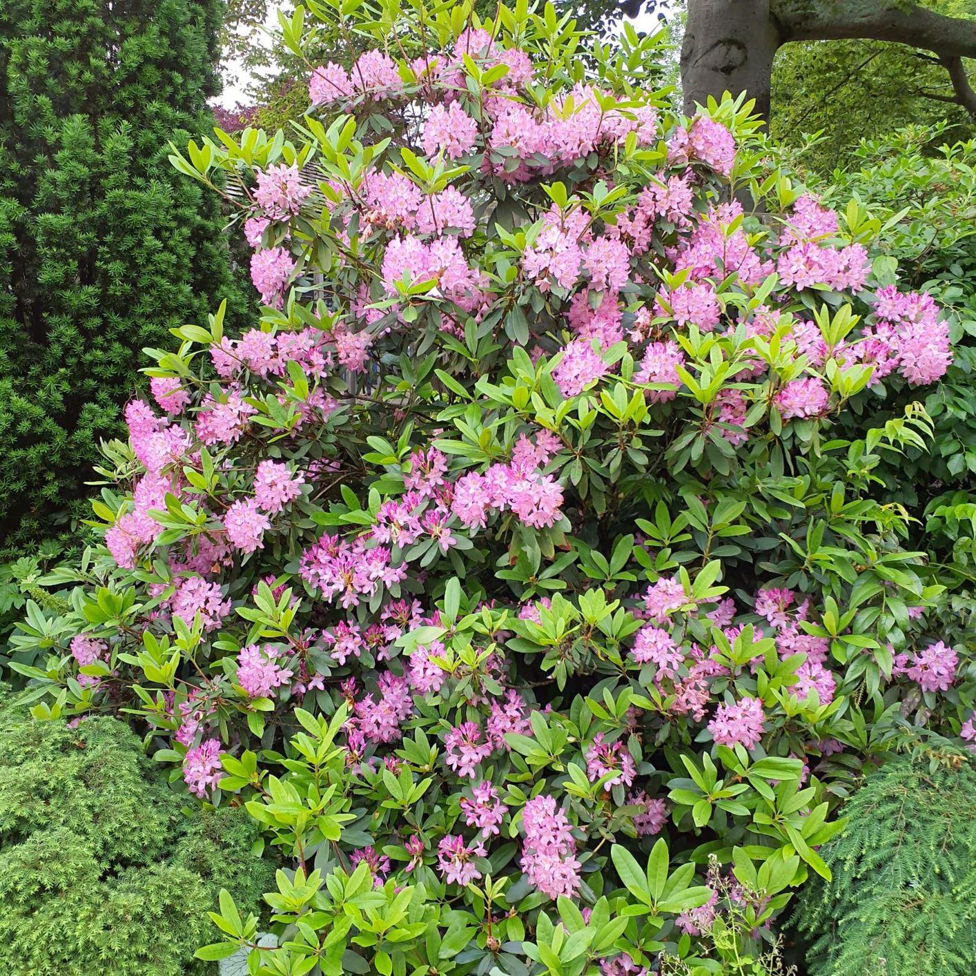Rhododendron Maximum Roseum - View 5 from www redcrocus com