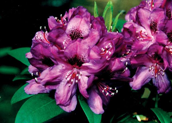 Rhododendron 'trilby' - View 11 from www redcrocus com