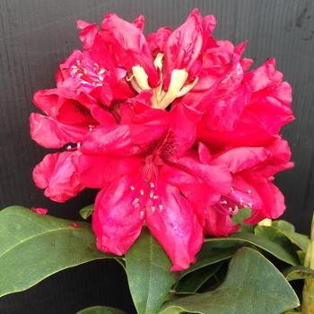 Rhododendron 'trilby' - View 19 from www redcrocus com