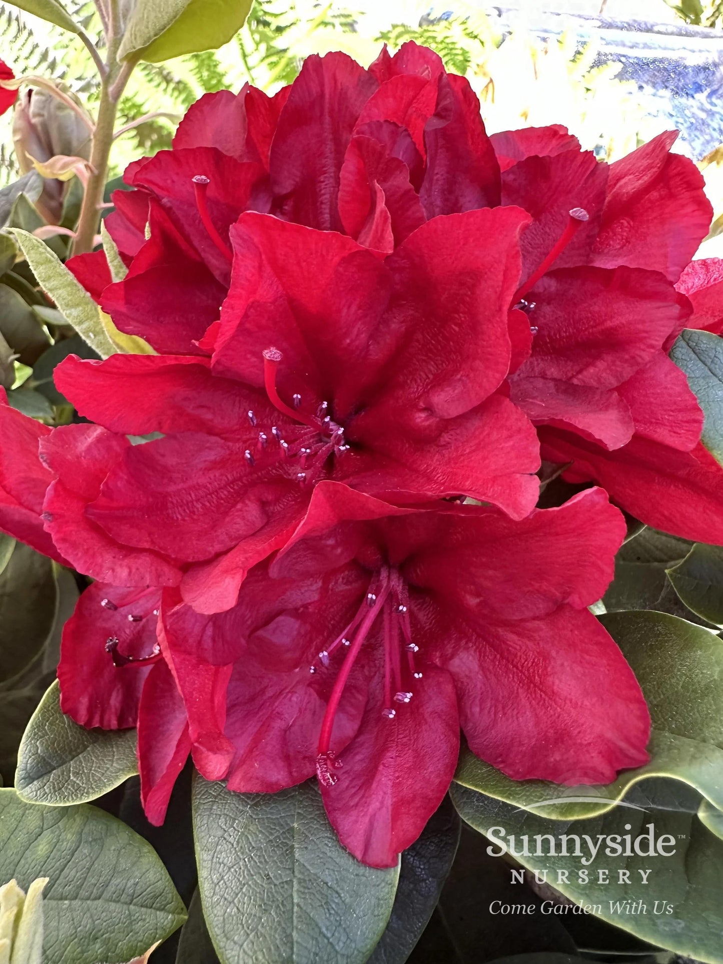 Rhododendron 'trilby' - View 25 from www redcrocus com