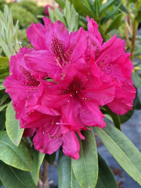 Rhododendron 'trilby' - View 2 from www redcrocus com