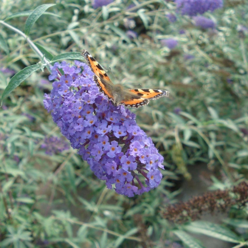 Buddleia Davidii Nanho Blue - View 10 from www redcrocus com