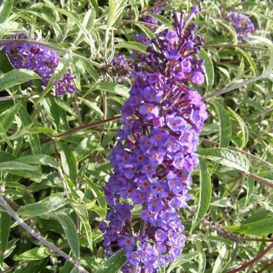 Buddleia Davidii Nanho Blue - View 11 from www redcrocus com