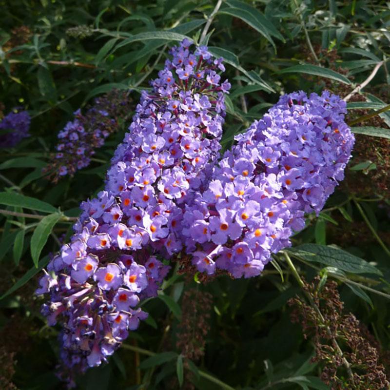 Buddleia Davidii Nanho Blue - View 12 from www redcrocus com
