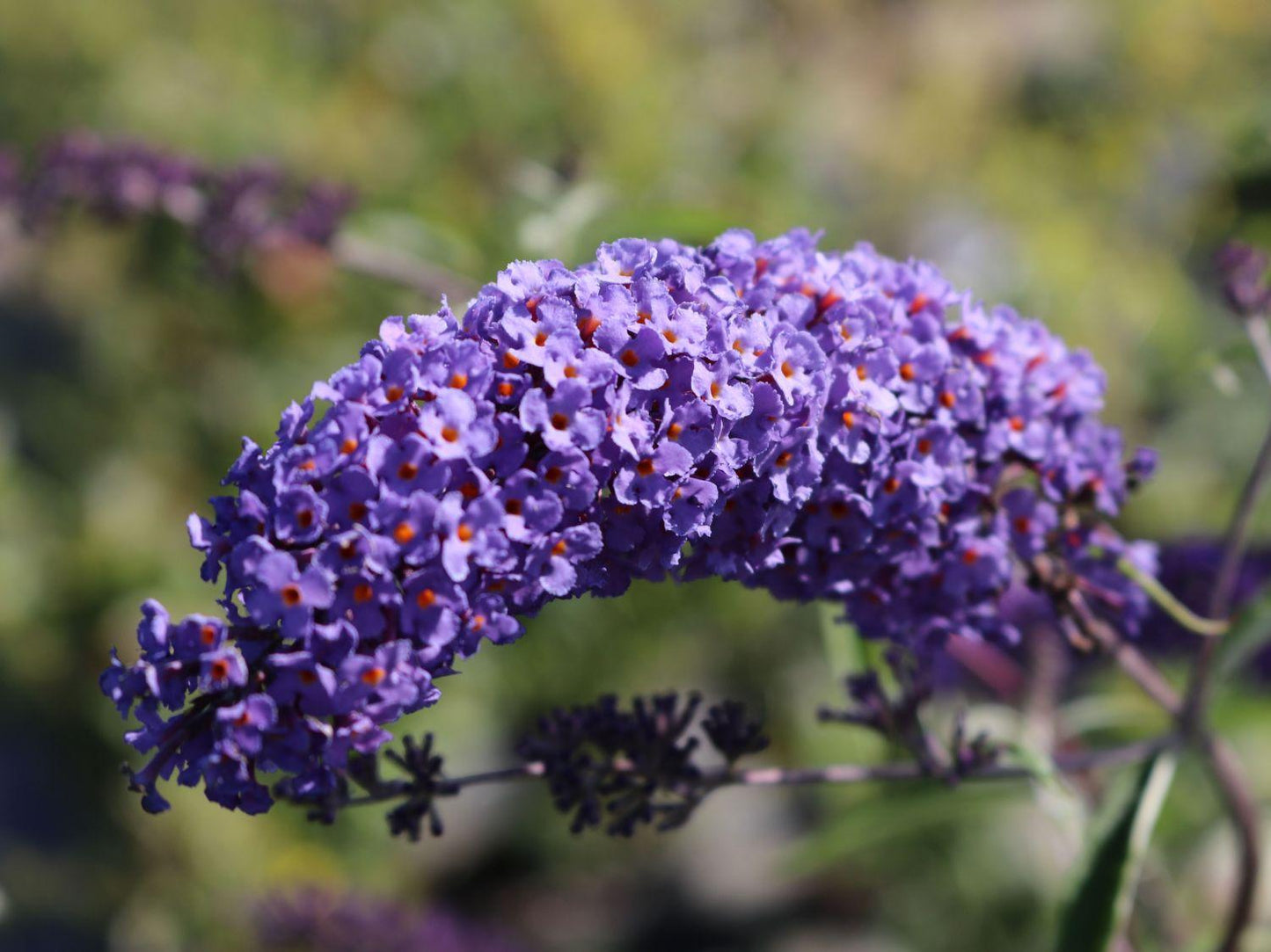 Buddleia Davidii Nanho Blue - View 13 from www redcrocus com