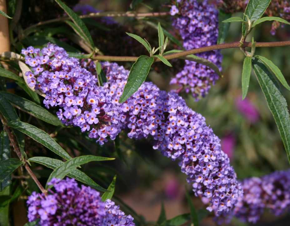 Buddleia Davidii Nanho Blue - View 14 from www redcrocus com