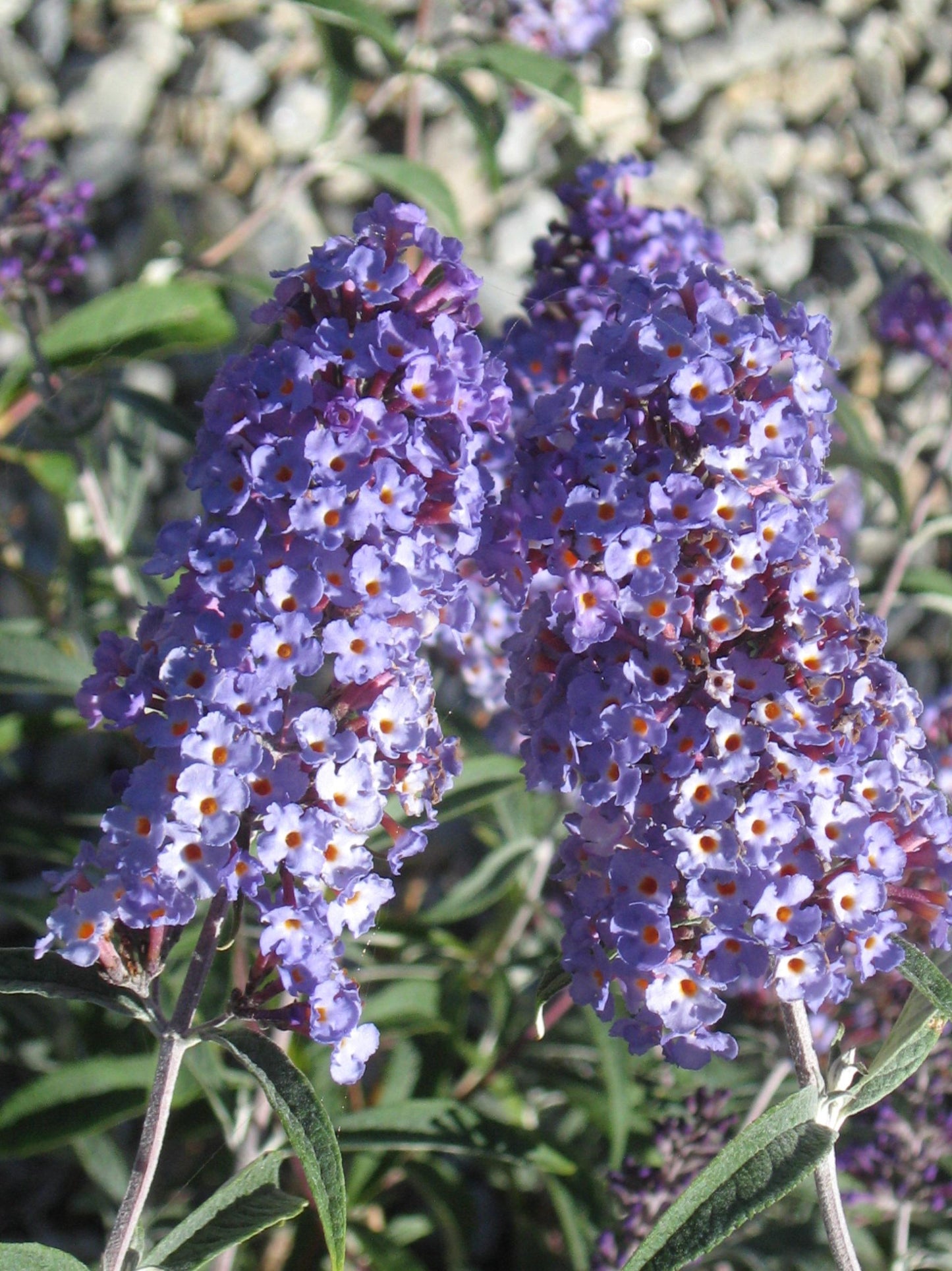 Buddleia Davidii Nanho Blue - View 14 from www redcrocus com