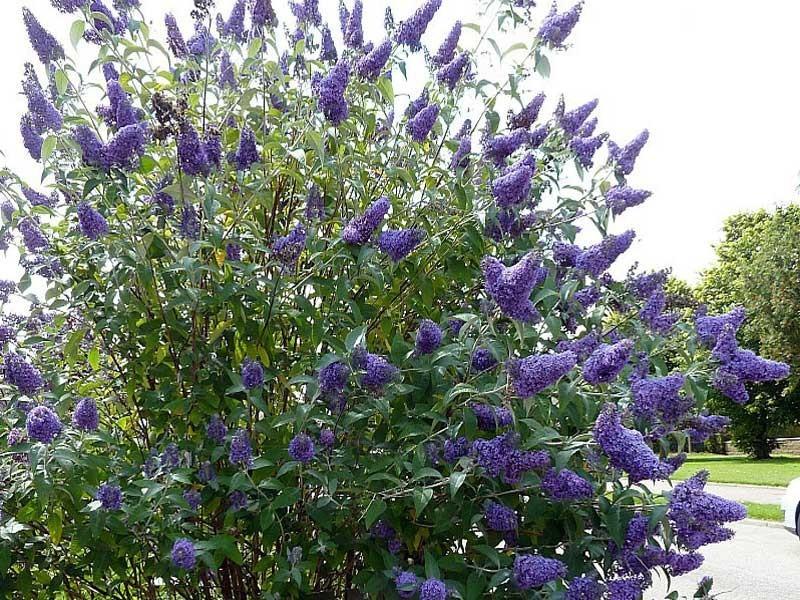 Buddleia Davidii Nanho Blue - View 2 from www redcrocus com