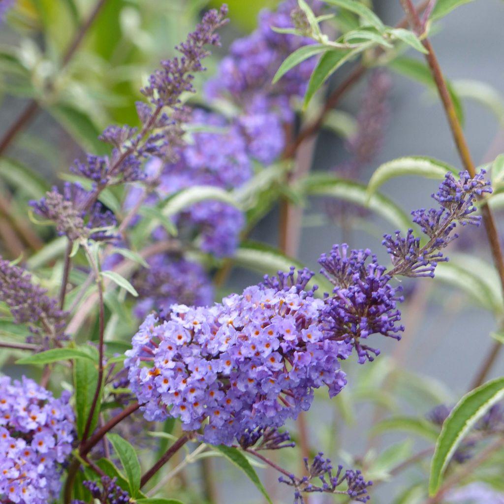 Buddleia Davidii Nanho Blue - View 3 from www redcrocus com