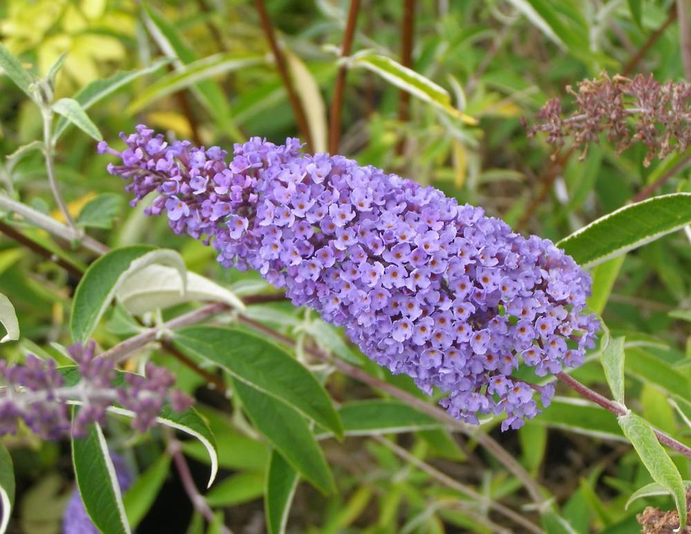 Buddleia Davidii Nanho Blue - View 5 from www redcrocus com