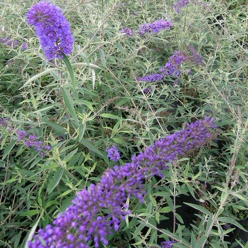 Buddleia Davidii Nanho Blue - View 6 from www redcrocus com