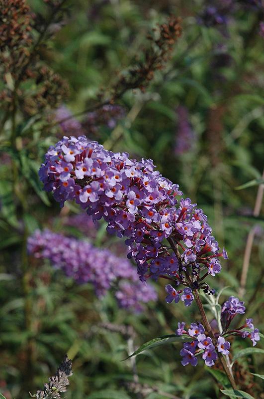 Buddleia Davidii Nanho Blue - View 9 from www redcrocus com