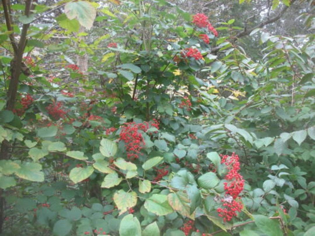 Viburnum Dilatatum Asian Beauty - View 13 from www redcrocus com