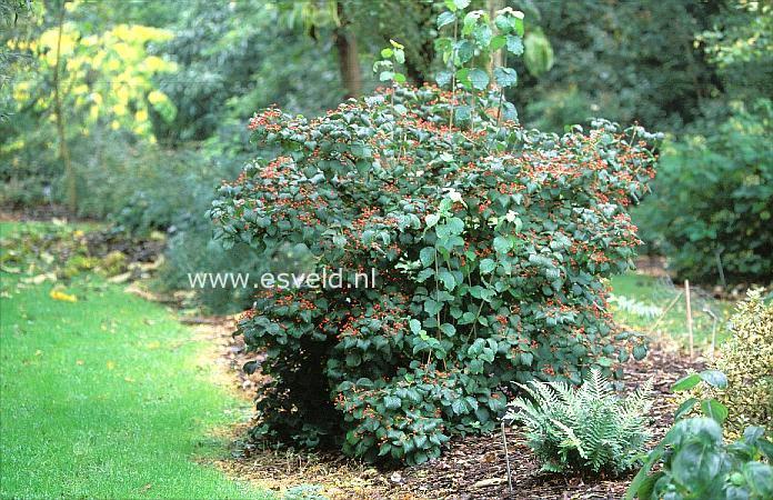 Viburnum Dilatatum Asian Beauty - View 14 from www redcrocus com