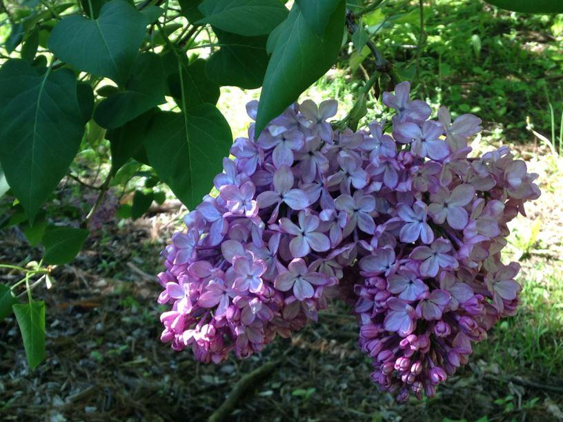 Syringa Vulgaris Monge - View 18 from www redcrocus com