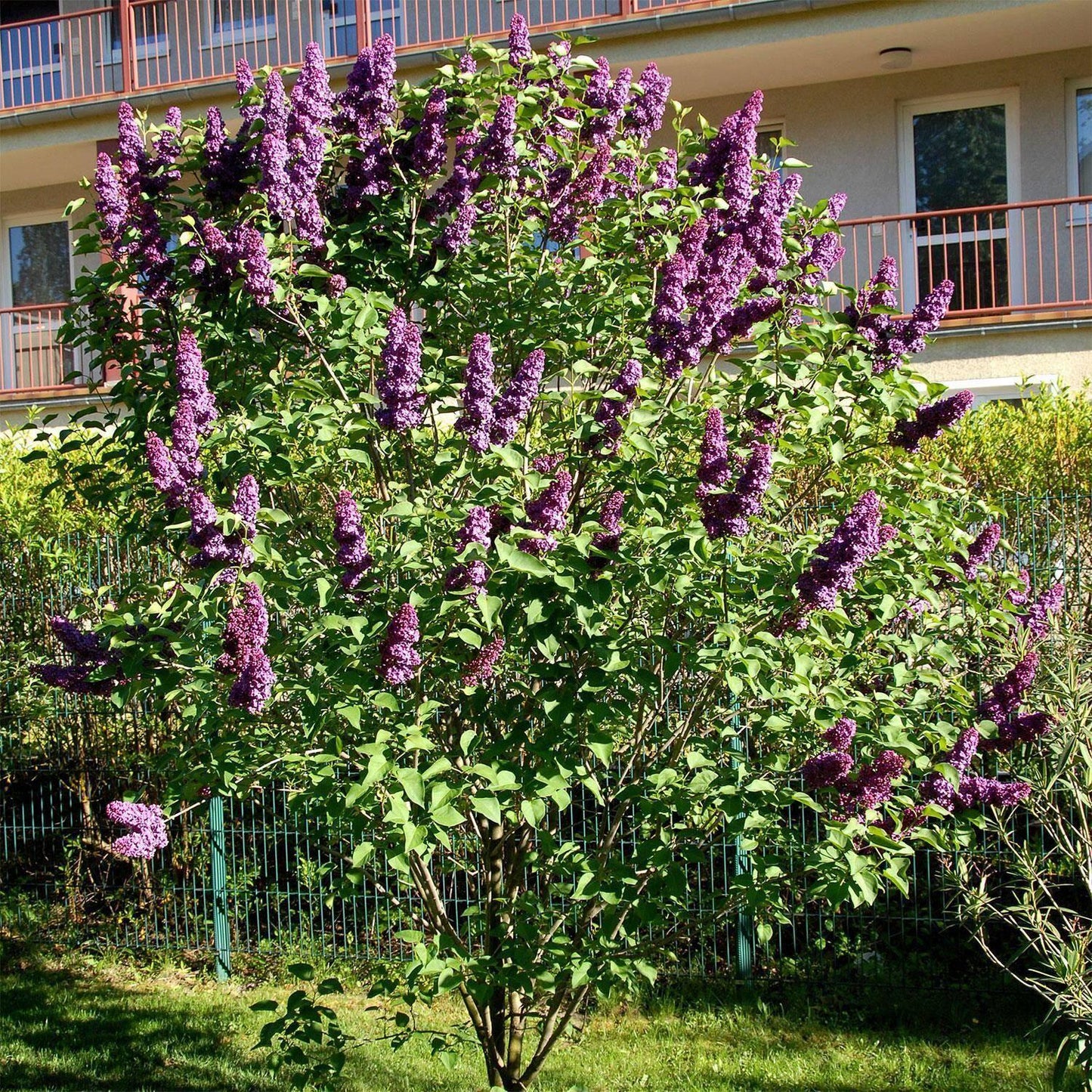 Syringa Vulgaris Ludwig Spaeth - View 11 from www redcrocus com