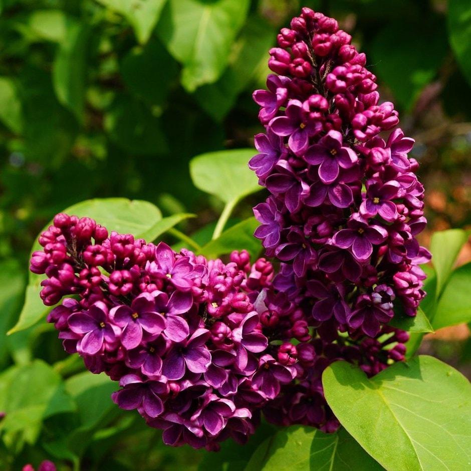 Syringa Vulgaris Ludwig Spaeth - View 12 from www redcrocus com