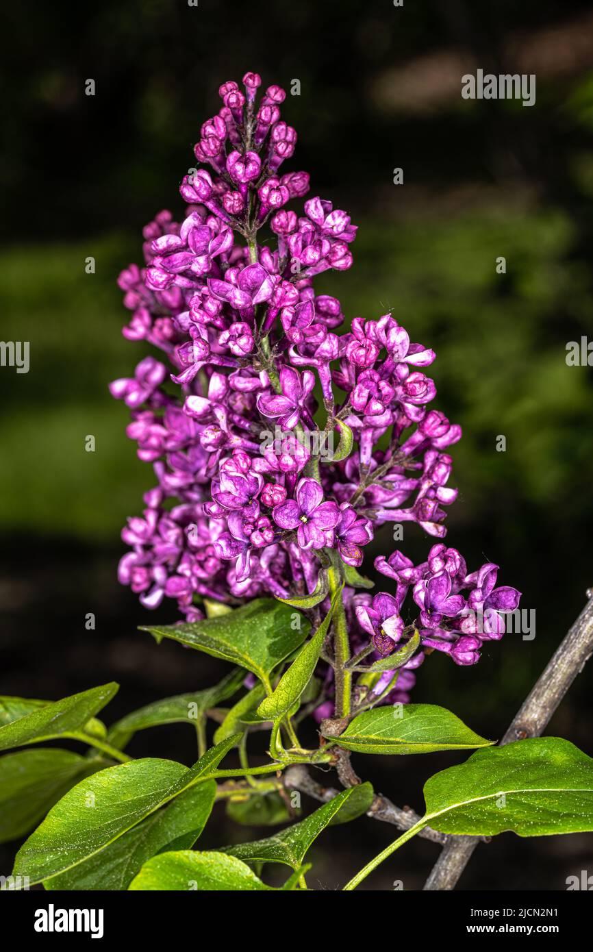 Syringa Vulgaris Ludwig Spaeth - View 13 from www redcrocus com