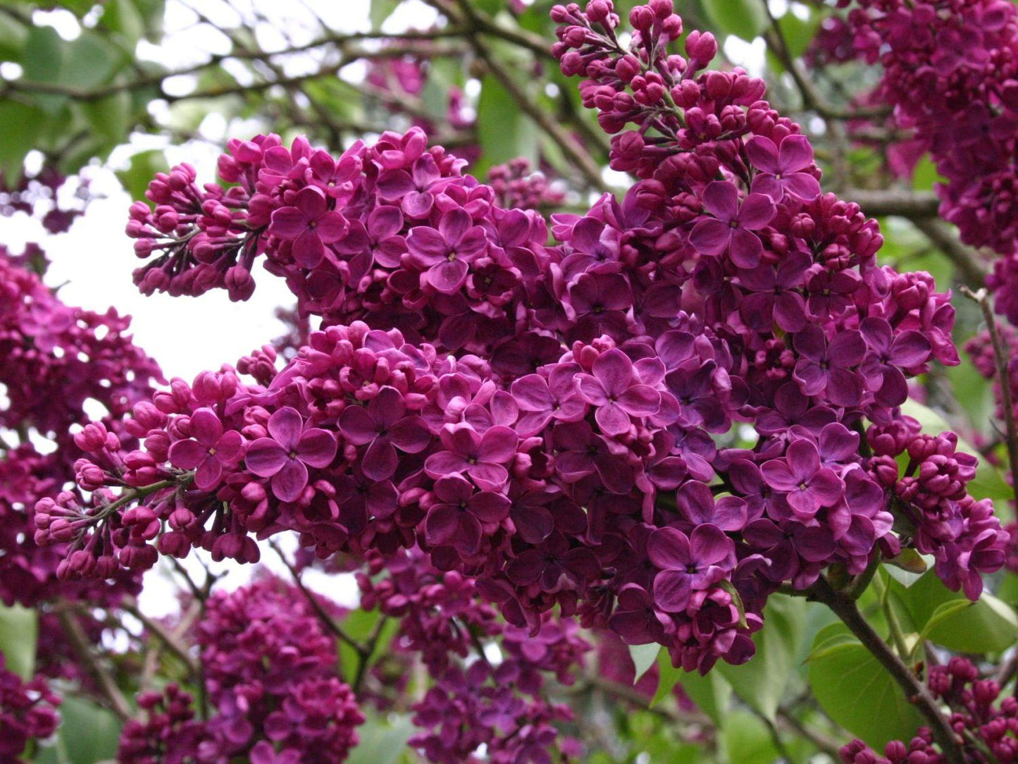 Syringa Vulgaris Ludwig Spaeth - View 16 from www redcrocus com