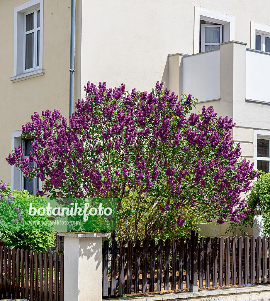 Syringa Vulgaris Ludwig Spaeth - View 18 from www redcrocus com