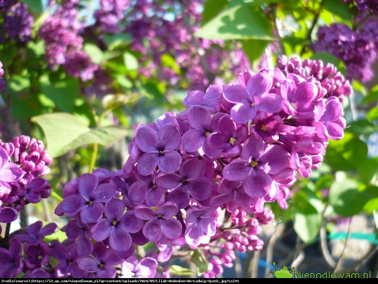 Syringa Vulgaris Ludwig Spaeth - View 19 from www redcrocus com