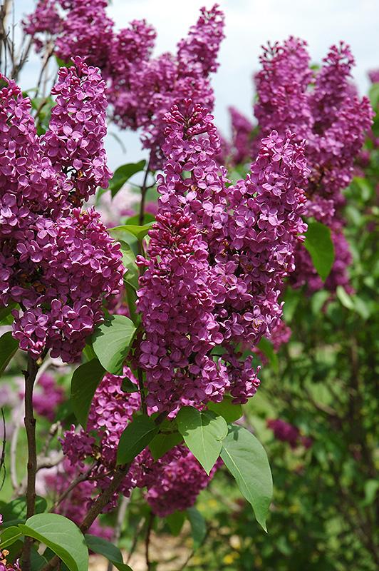 Syringa Vulgaris Ludwig Spaeth - View 3 from www redcrocus com